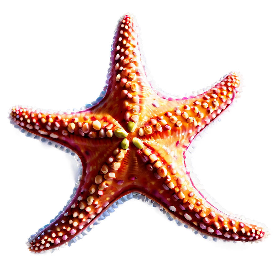 Starfish For Kids Png Kcc PNG Image