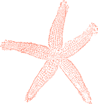 Starfish Illustration Black Background PNG Image