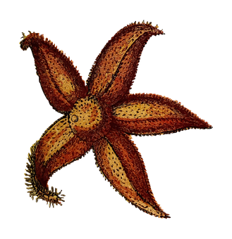 Starfish_on_ Black_ Background PNG Image