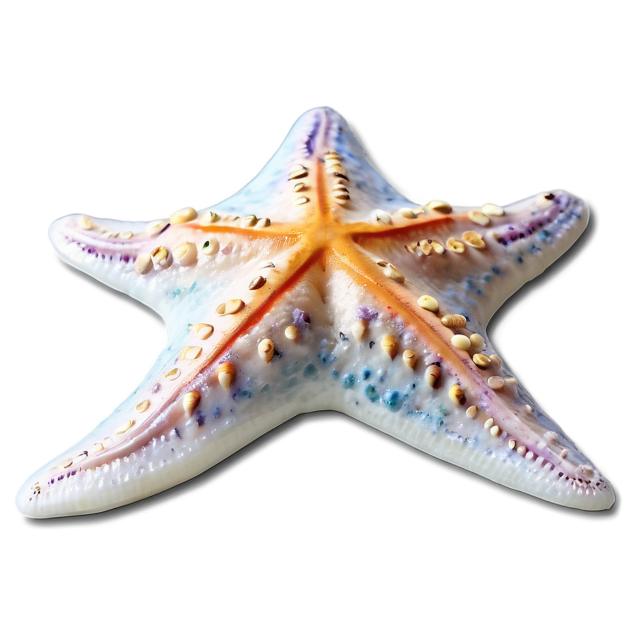 Starfish On Sand Dollar Png Xpb PNG Image