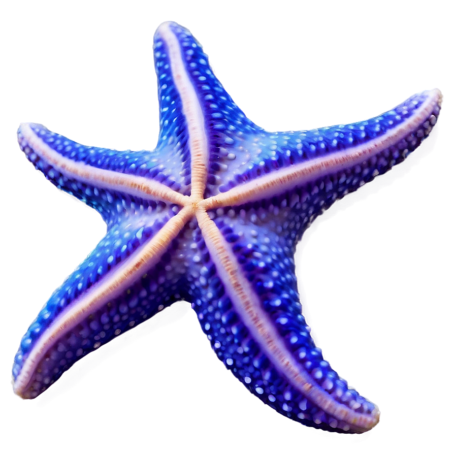 Starfish On The Beach Png 17 PNG Image