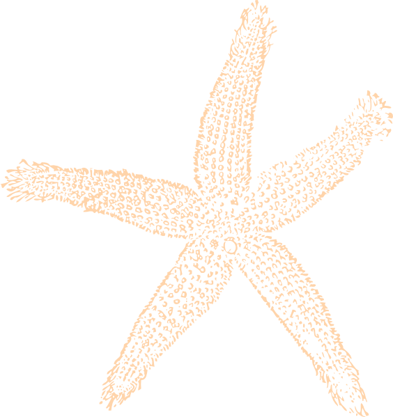 Starfish Sketch Clipart PNG Image