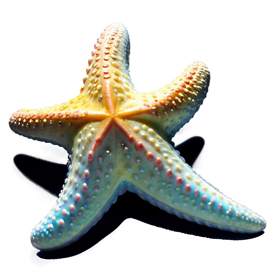 Starfish Transparent Png 05262024 PNG Image