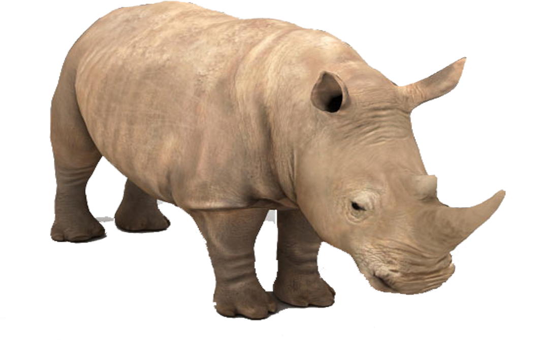 Stoic Rhinoceros Profile PNG Image