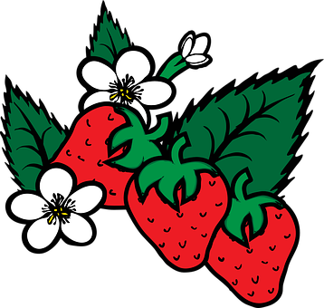 Strawberriesand Flowers Illustration PNG Image