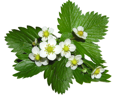 Strawberry Plant Flowers PNG Image