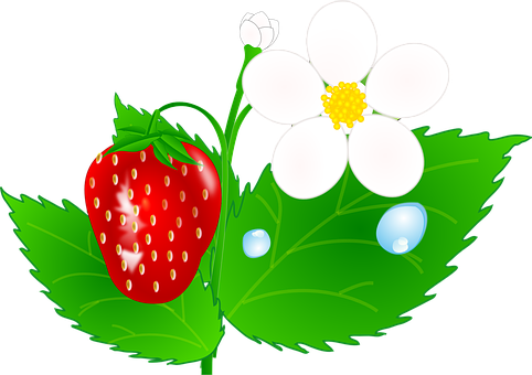 Strawberry Plant Illustration PNG Image