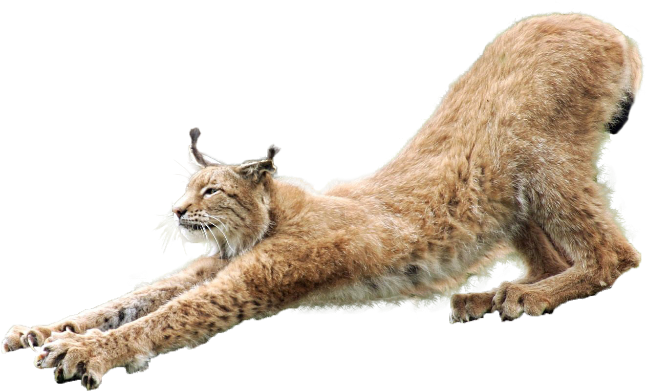 Stretching Lynx Transparent Background PNG Image