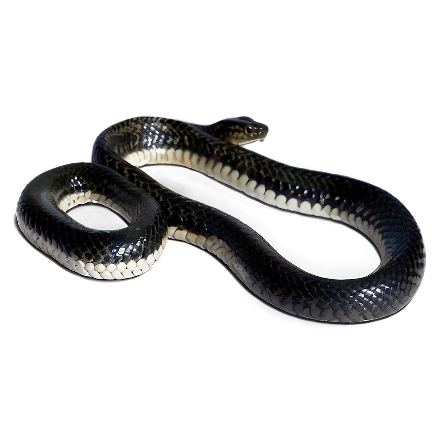 Striking Black Snake Png 06132024 PNG Image