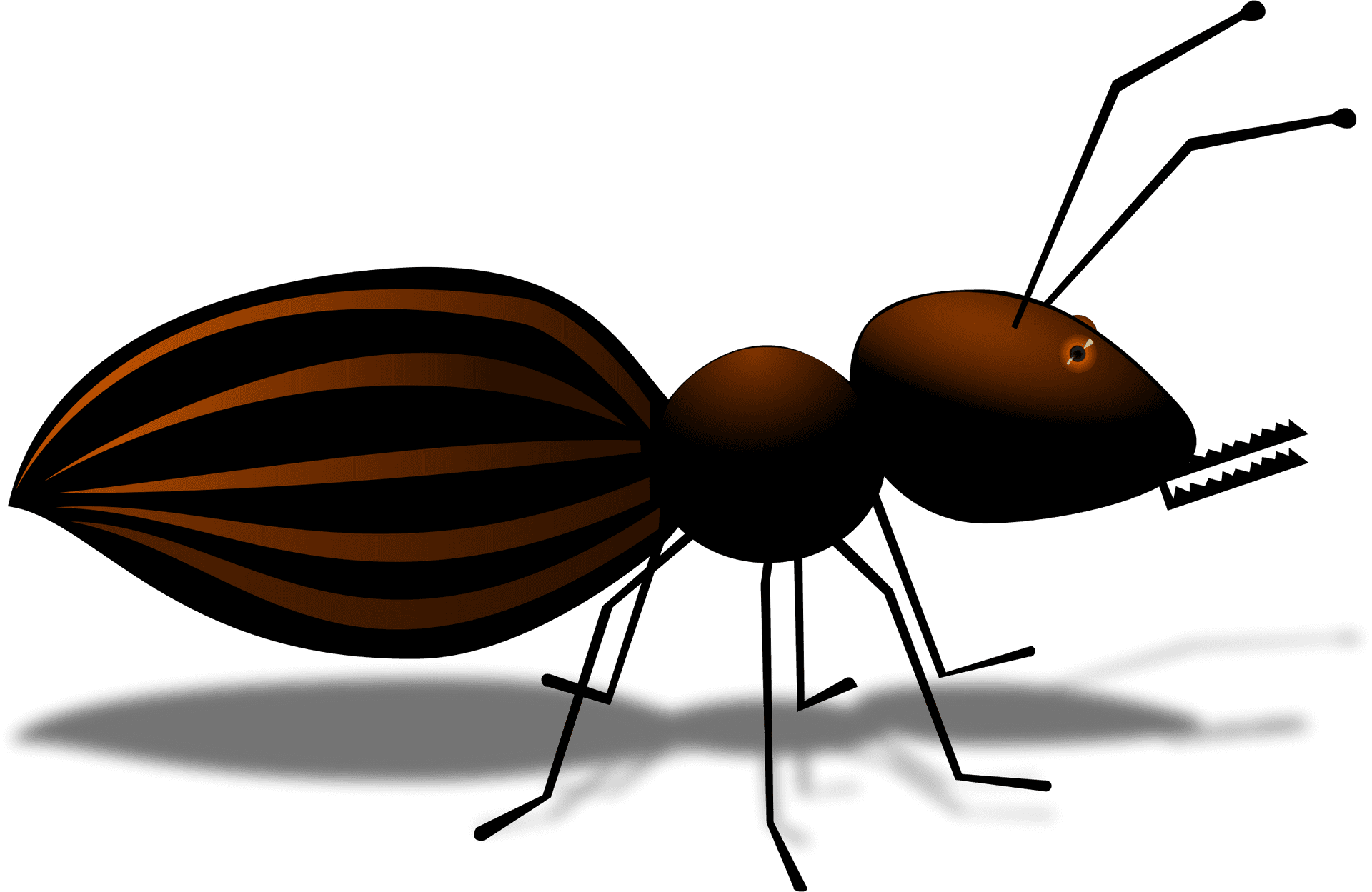 Striped Ant Illustration.png PNG Image