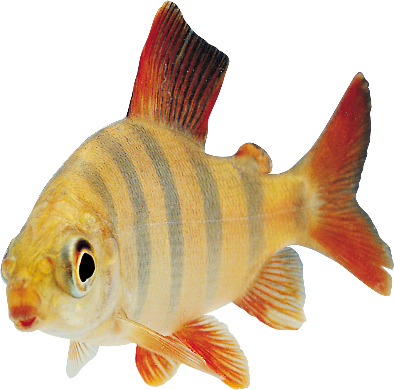 Striped Aquarium Fish.png PNG Image