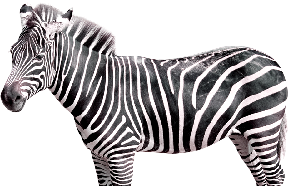 Striped Beauty Zebra Profile PNG Image