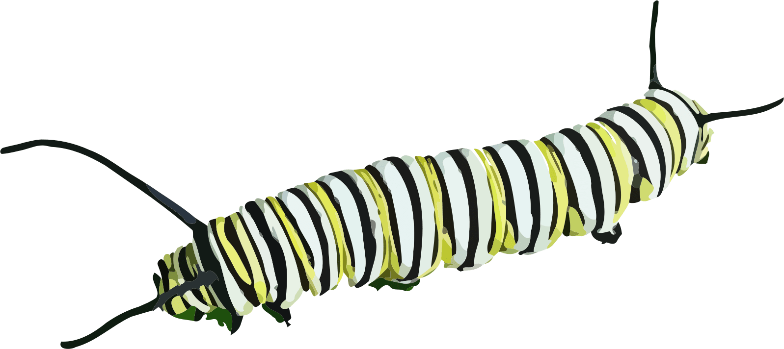 Striped Caterpillar Illustration PNG Image