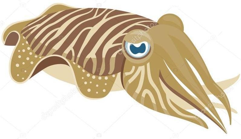 Striped Cuttlefish Illustration PNG Image