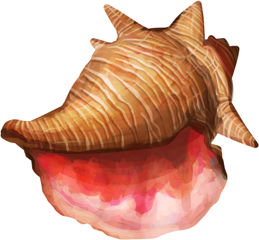 Striped Marine Conch Shell PNG Image