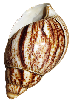 Striped Marine Shellon Black Background.jpg PNG Image