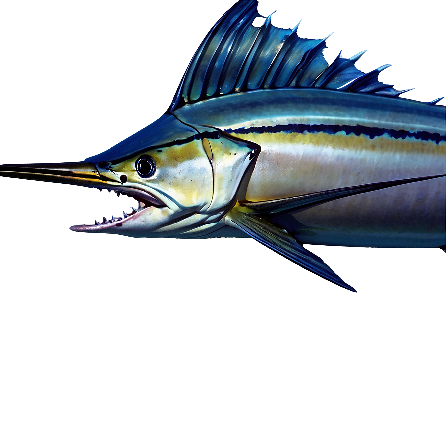 Striped Marlin Png 16 PNG Image