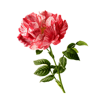 Striped Red White Rose Black Background PNG Image