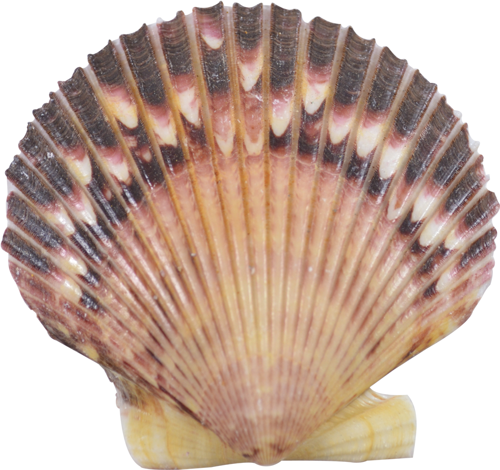 Striped Scallop Seashell.png PNG Image