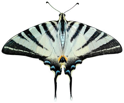 Striped Swallowtail Butterfly PNG Image