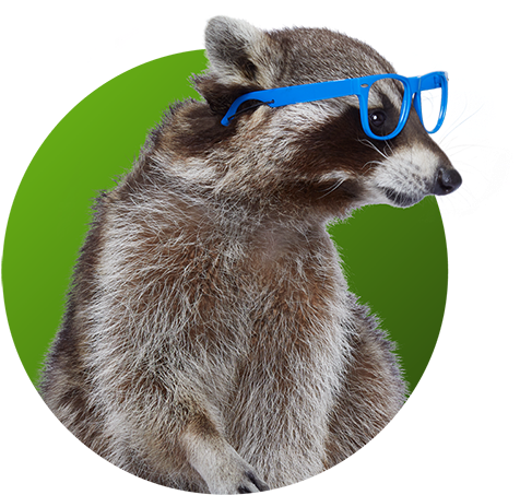 Stylish Raccoon With Blue Glasses PNG Image