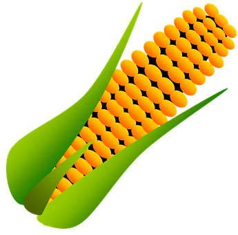 Stylized Corn Cob Illustration PNG Image