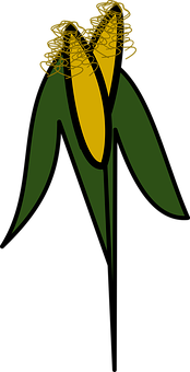 Stylized Corn Illustration PNG Image