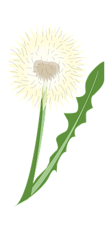 Stylized Dandelion Graphic PNG Image