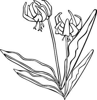 Stylized Floral Graphic Blackand White PNG Image