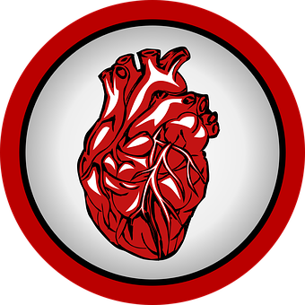 Stylized Human Heart Illustration PNG Image