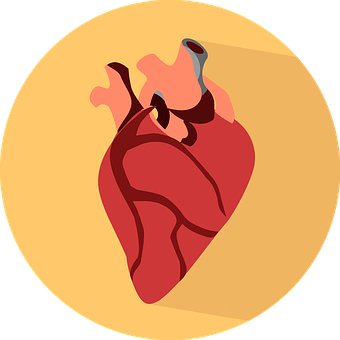 Stylized Human Heart Illustration PNG Image