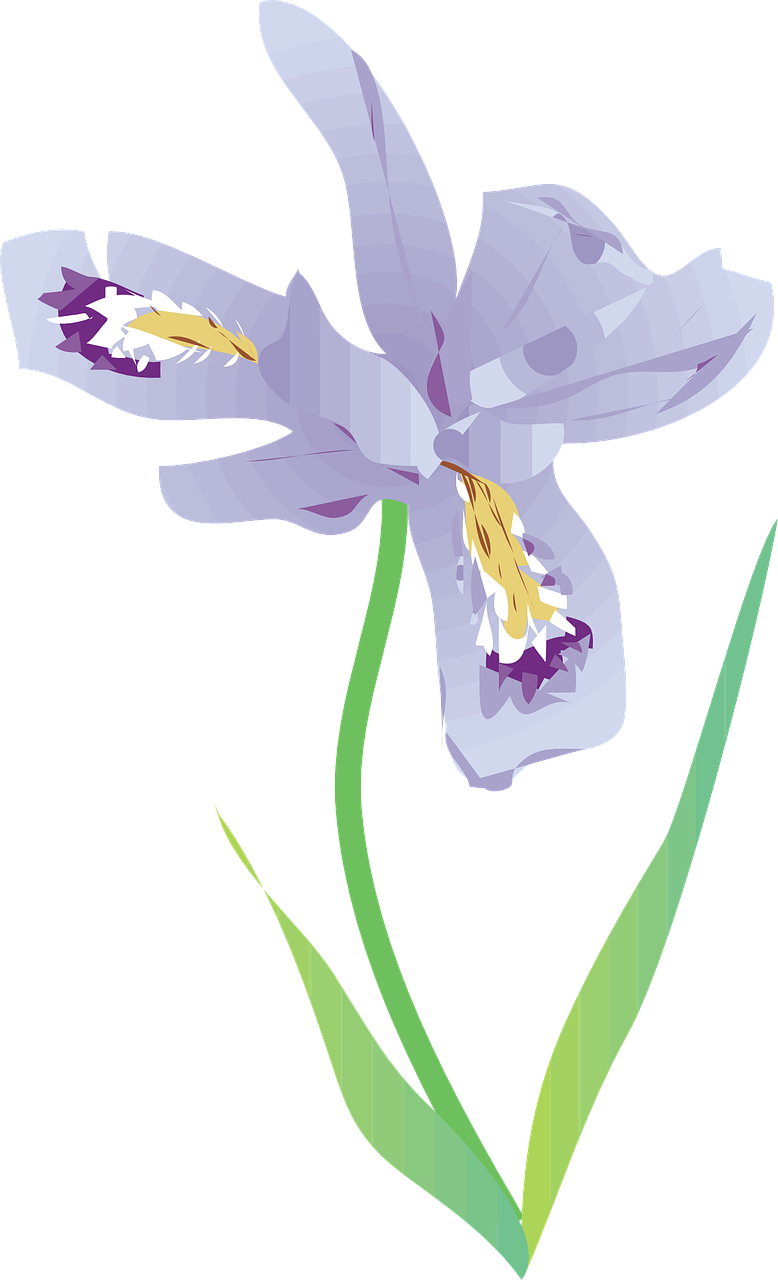 Stylized Iris Flower Illustration PNG Image