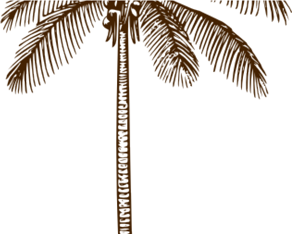 Stylized Palm Tree Illustration PNG Image