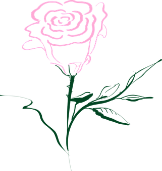 Stylized Rose Line Art PNG Image