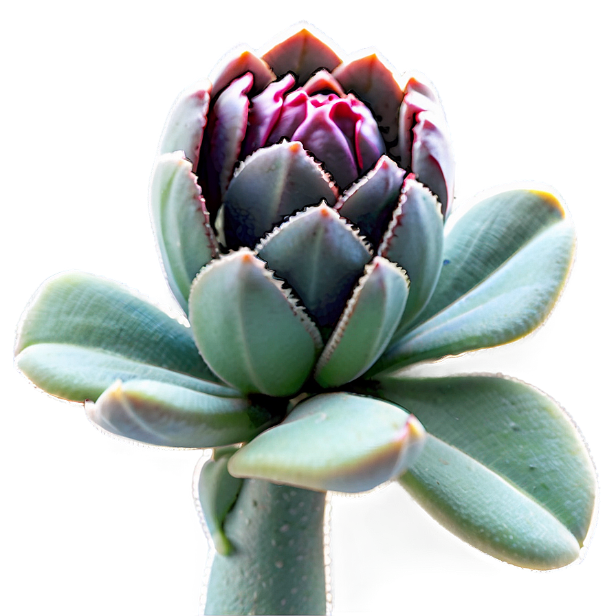 Stylized Succulent Png 30 PNG Image