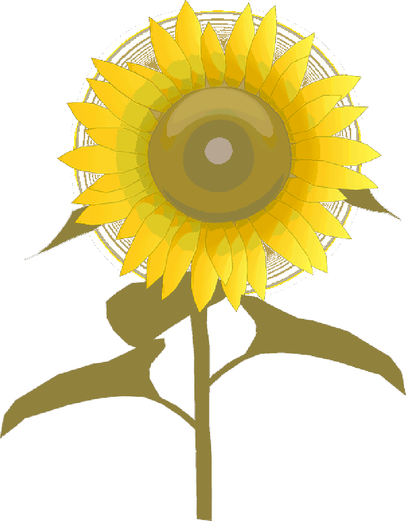 Stylized Sunflower Illustration PNG Image