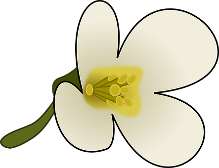 Stylized White Flower Illustration PNG Image