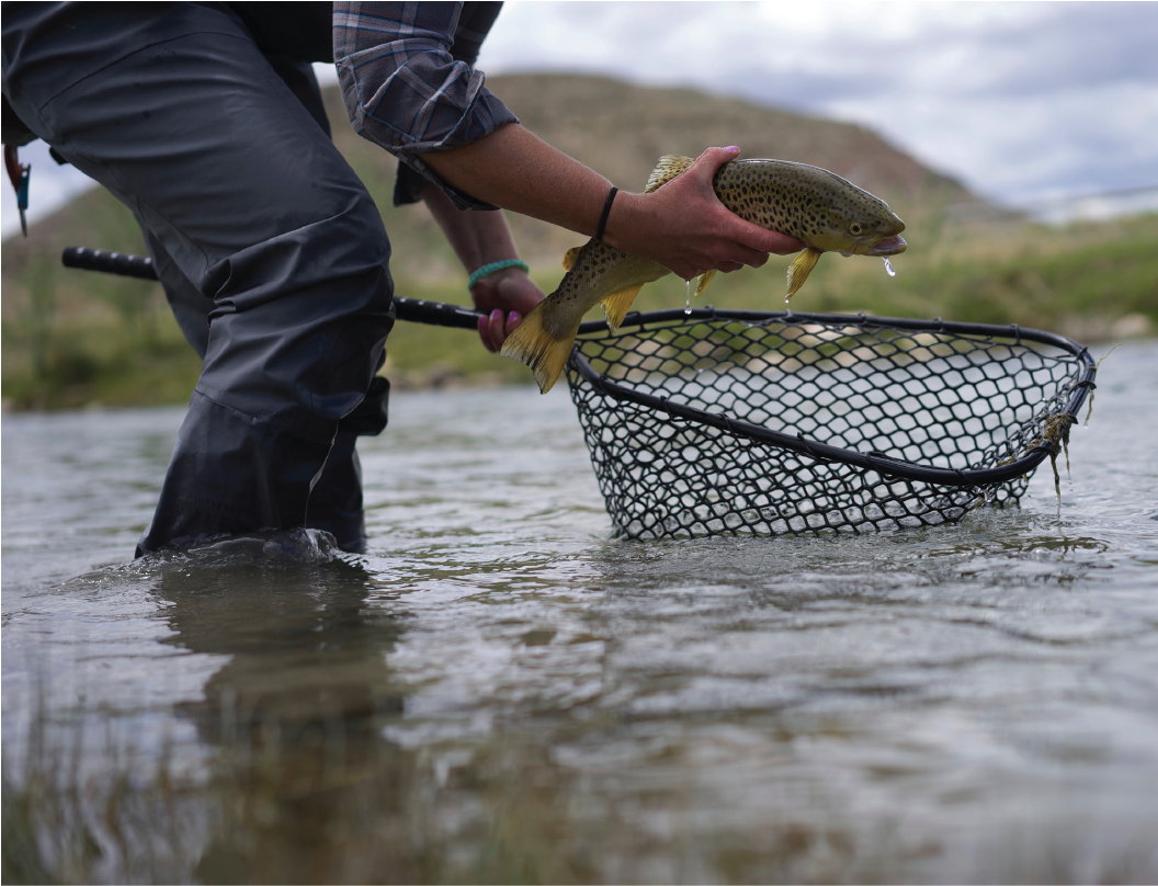 Successful Fishing Catchwith Net PNG Image