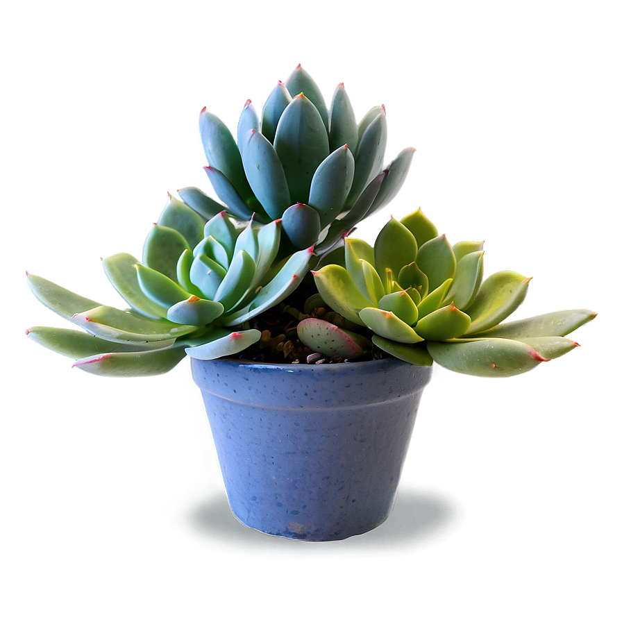 Succulent Arrangement Png Drw PNG Image