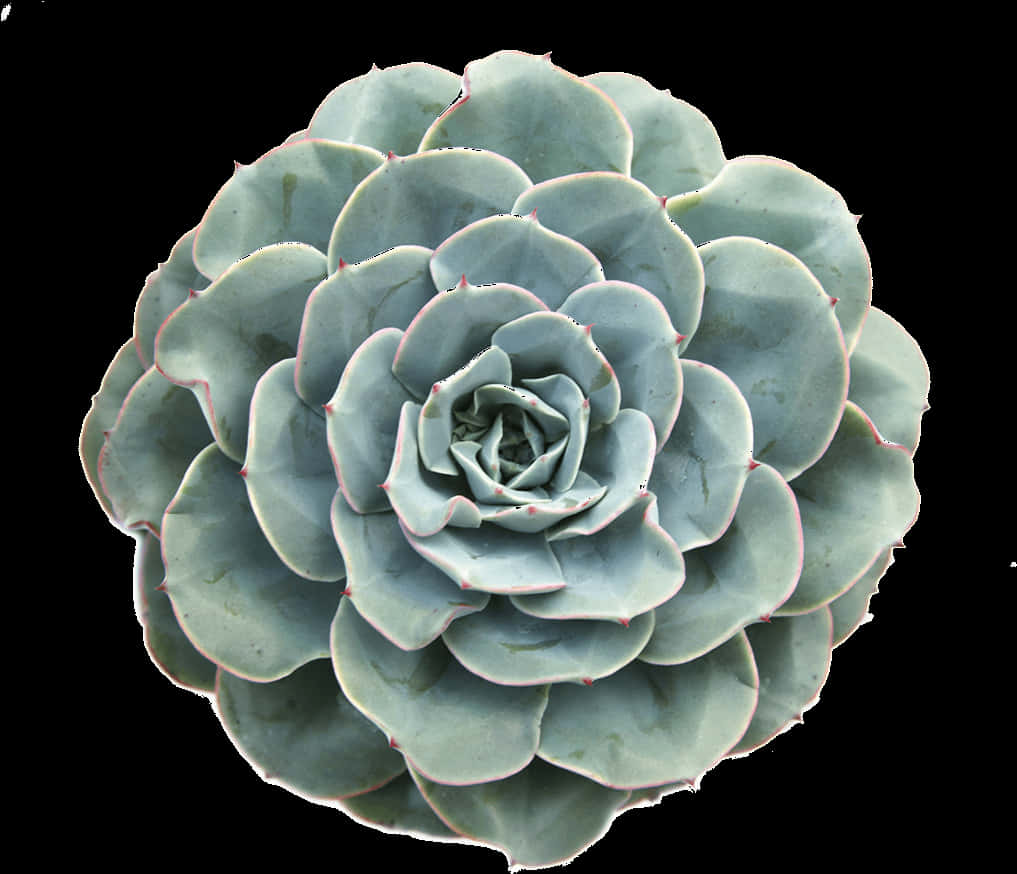 Succulent Echeveria Glauca Top View PNG Image