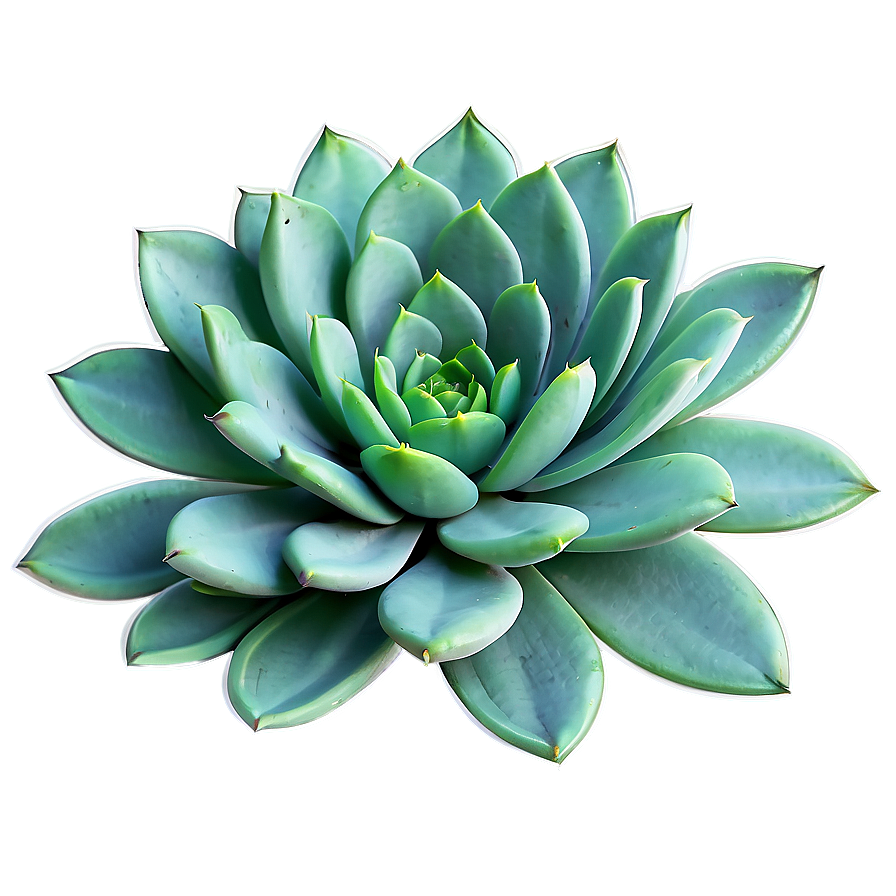 Succulent Illustration Png 24 PNG Image