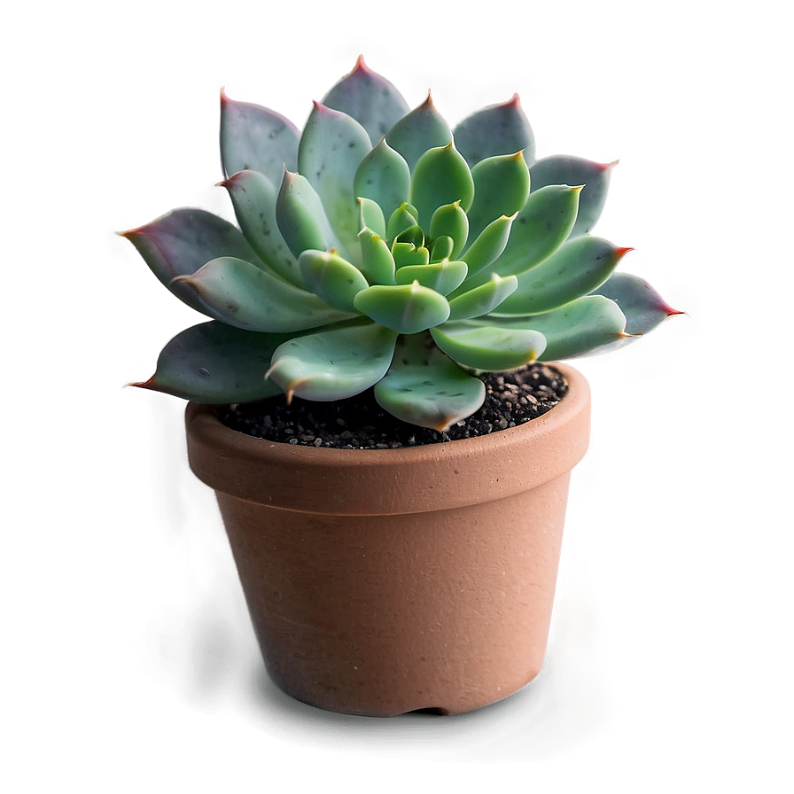 Succulent Party Favors Png Snd96 PNG Image