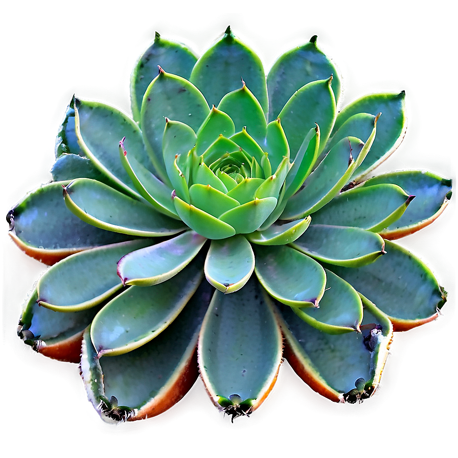 Succulent Plant Collection Png 88 PNG Image