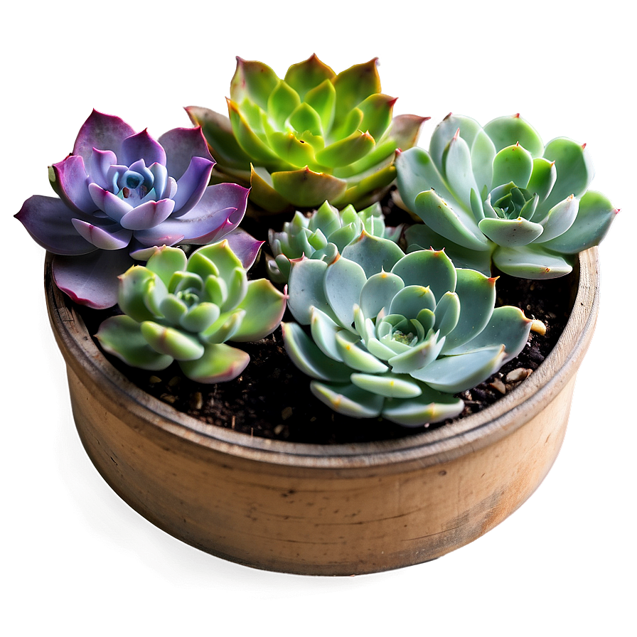 Succulent Subscription Box Png 06212024 PNG Image