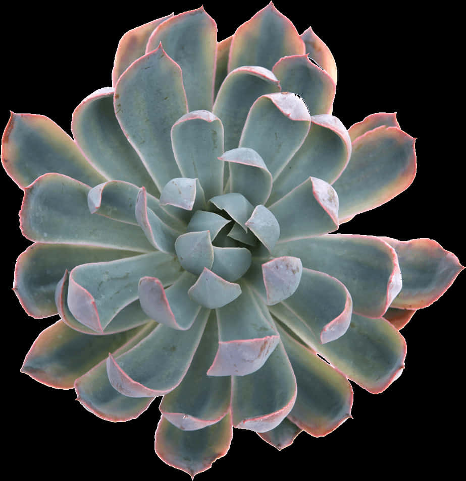 Succulent Symmetry Top View PNG Image