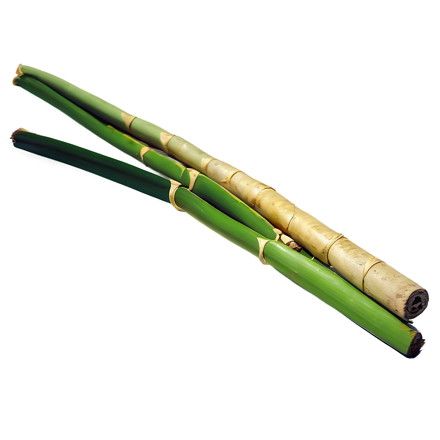 Sugarcane For Traditional Medicine Png 52 PNG Image