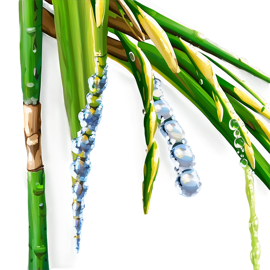 Sugarcane With Dew Drops Png 06262024 PNG Image