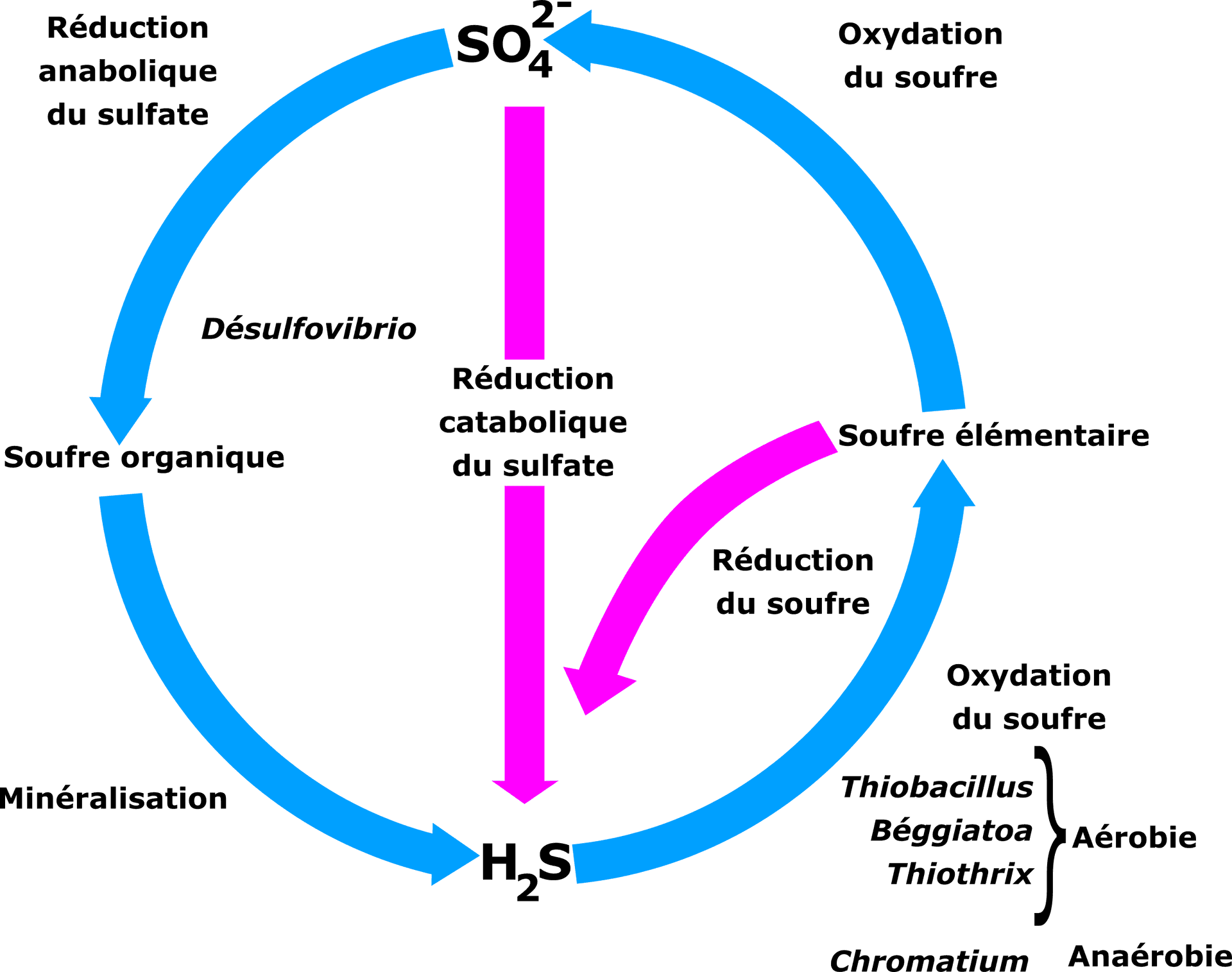 Sulfur Cycle Diagram French PNG Image