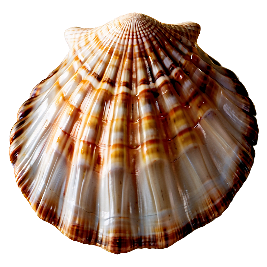 Summer Vibes Seashell Png Uka PNG Image