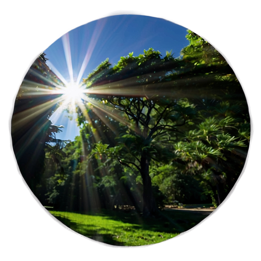 Sun Flare Through Trees Png 7 PNG Image